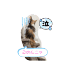 優稀ちゃんスタンプ3（個別スタンプ：16）