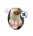 優稀ちゃんスタンプ3（個別スタンプ：38）