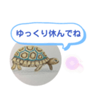 リクガメの絵（個別スタンプ：1）
