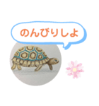 リクガメの絵（個別スタンプ：2）