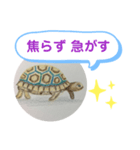 リクガメの絵（個別スタンプ：3）