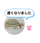 リクガメの絵（個別スタンプ：4）
