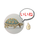 リクガメの絵（個別スタンプ：5）