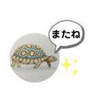 リクガメの絵（個別スタンプ：6）