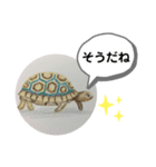 リクガメの絵（個別スタンプ：7）
