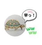 リクガメの絵（個別スタンプ：8）