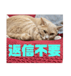 毎日むぎさん！（個別スタンプ：8）