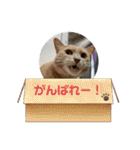 毎日むぎさん！（個別スタンプ：11）