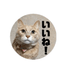 毎日むぎさん！（個別スタンプ：15）