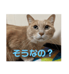 毎日むぎさん！（個別スタンプ：19）