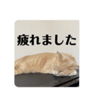 毎日むぎさん！（個別スタンプ：21）