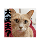 毎日むぎさん！（個別スタンプ：23）
