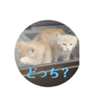 毎日むぎさん！（個別スタンプ：26）