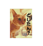 毎日むぎさん！（個別スタンプ：36）