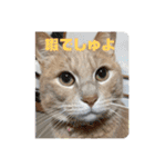 毎日むぎさん！（個別スタンプ：38）