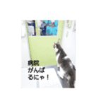 むすめねこ よん（個別スタンプ：1）