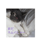 むすめねこ よん（個別スタンプ：4）