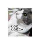 むすめねこ よん（個別スタンプ：6）