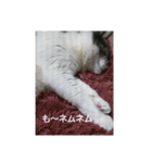 むすめねこ よん（個別スタンプ：7）