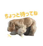元気なここはちゃんの日常使えるスタンプ（個別スタンプ：7）
