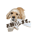 元気なここはちゃんの日常使えるスタンプ（個別スタンプ：11）