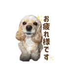 元気なここはちゃんの日常使えるスタンプ（個別スタンプ：12）