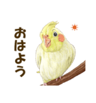 オカメインコのポポちゃんスタンプ（個別スタンプ：1）