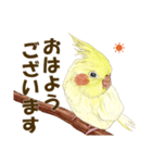 オカメインコのポポちゃんスタンプ（個別スタンプ：2）