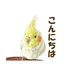 オカメインコのポポちゃんスタンプ（個別スタンプ：4）