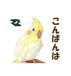 オカメインコのポポちゃんスタンプ（個別スタンプ：5）