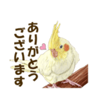 オカメインコのポポちゃんスタンプ（個別スタンプ：9）