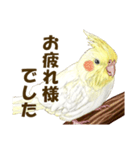 オカメインコのポポちゃんスタンプ（個別スタンプ：13）