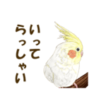 オカメインコのポポちゃんスタンプ（個別スタンプ：14）