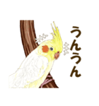 オカメインコのポポちゃんスタンプ（個別スタンプ：17）