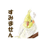 オカメインコのポポちゃんスタンプ（個別スタンプ：18）