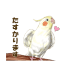 オカメインコのポポちゃんスタンプ（個別スタンプ：20）