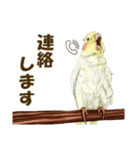 オカメインコのポポちゃんスタンプ（個別スタンプ：22）