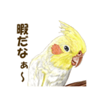 オカメインコのポポちゃんスタンプ（個別スタンプ：24）