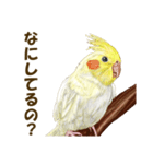 オカメインコのポポちゃんスタンプ（個別スタンプ：27）