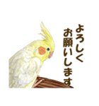 オカメインコのポポちゃんスタンプ（個別スタンプ：30）