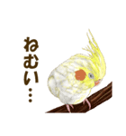 オカメインコのポポちゃんスタンプ（個別スタンプ：33）