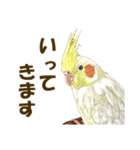 オカメインコのポポちゃんスタンプ（個別スタンプ：34）