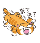 ランラン猫 25 (台湾版)（個別スタンプ：23）