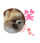 ポメの でか文字スタンプ（個別スタンプ：1）