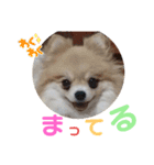 ポメの でか文字スタンプ（個別スタンプ：2）