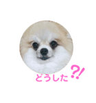 ポメの でか文字スタンプ（個別スタンプ：3）