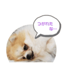 ポメの でか文字スタンプ（個別スタンプ：5）