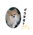 ポメの でか文字スタンプ（個別スタンプ：12）