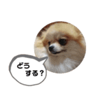 ポメの でか文字スタンプ（個別スタンプ：15）