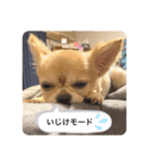 こっちゃん♂らみちゃん♀（個別スタンプ：13）